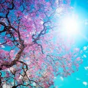 Meet your Posher, Lacy